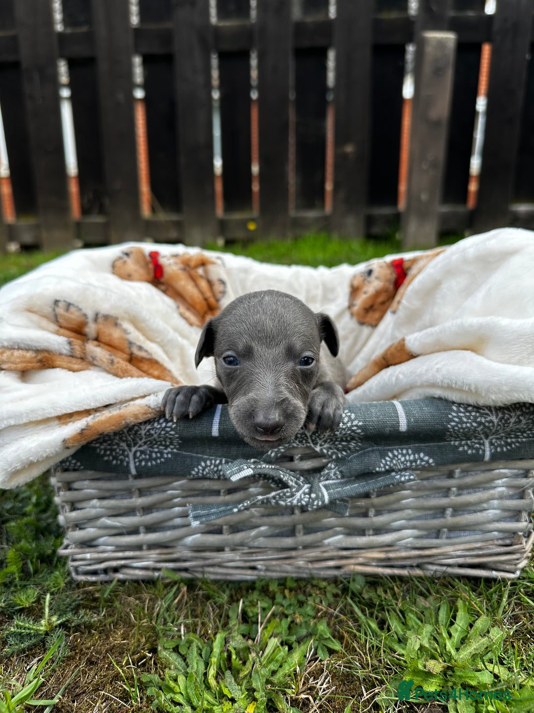 Whippet dogs for sale: READY NEXT WEEK! GORGEOUS WHIPPET PUPPIES - Image 16