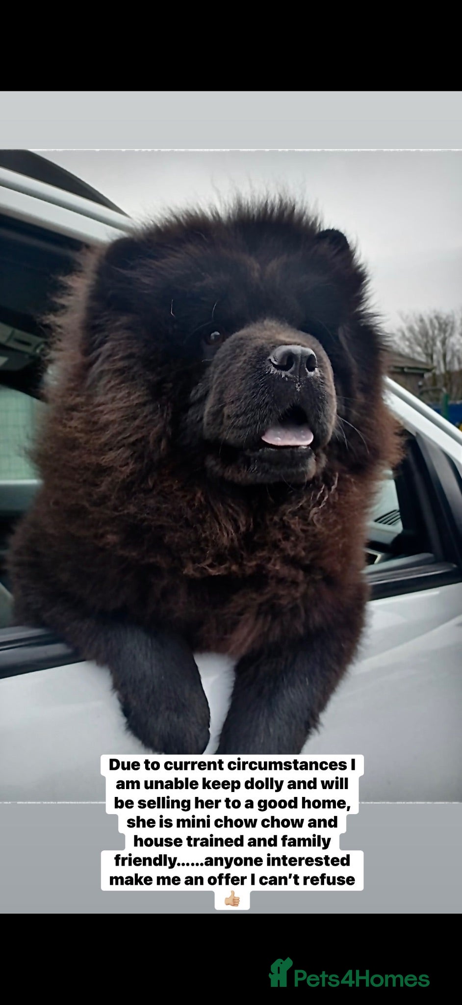Chow Chow dogs Mini chow chow  - Advert 1