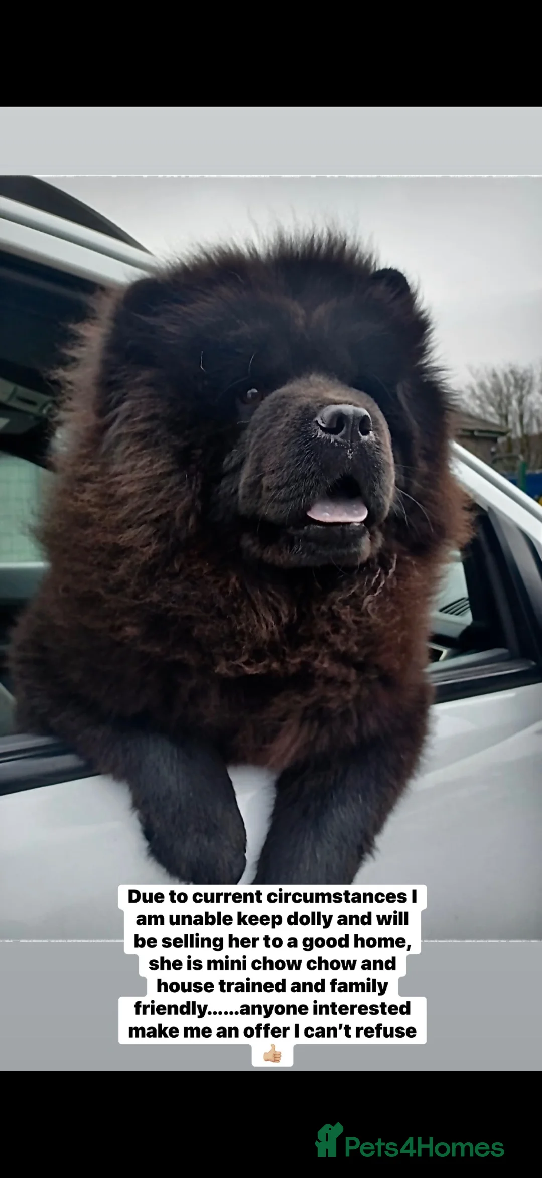 Chow Chow dogs for sale: Mini chow chow  - Advert 1