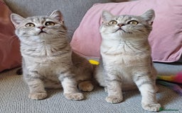British Shorthair cats for sale: Beautiful Blue Golden British Shorthair Kittens in Milton Keynes - Image 1
