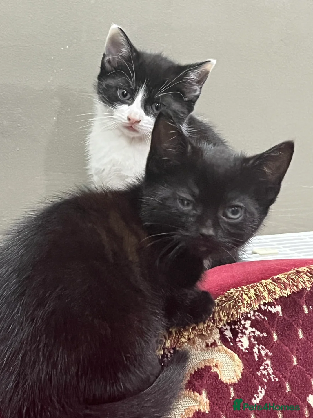 Mixed Breed cats for sale: 2 month old kittens ready for their forever homes  - Advert 8