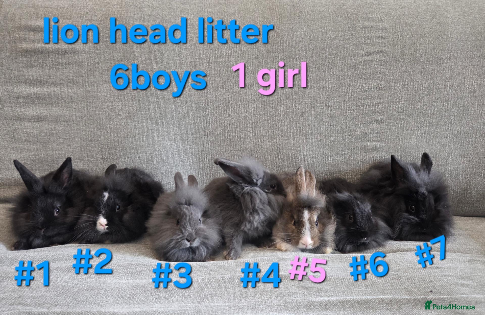 Lionhead rabbits Very tame 8wk lion head baby bunnies  - Advert 1