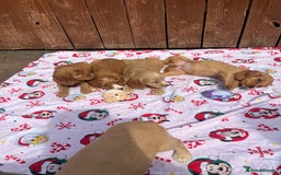 Cocker Spaniel dogs for sale: Beautiful cocker spaniel puppies  - Image 6