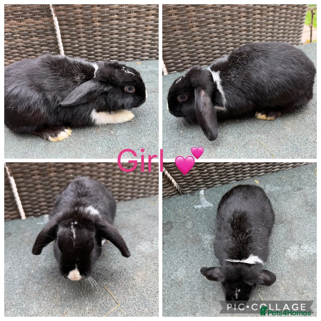 Mini Lop rabbits for sale: Gorgeous Purebred Mini Lops & Mini lop crosses - Advert 13
