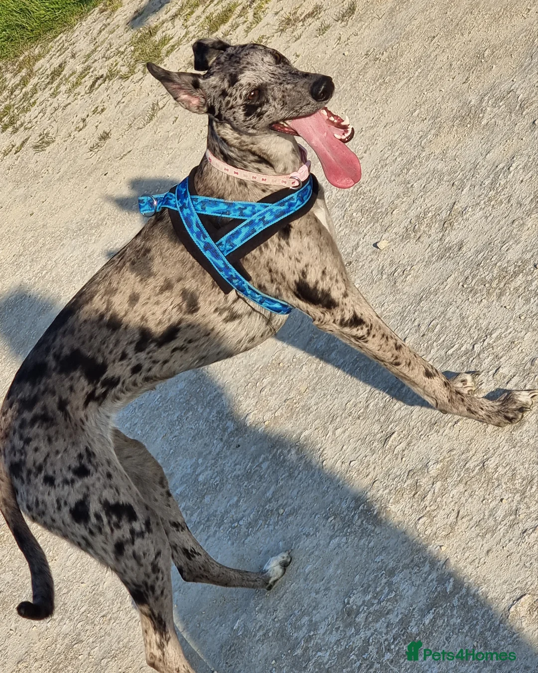 Lurcher dogs for stud: Merle lurcher for stud  in Rotherham - Advert 10