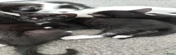 Mixed Breed cats for sale: Tuxedo black and white kittens - Advert 12