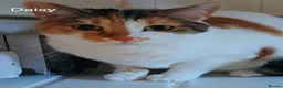 Mixed Breed cats for adoption: ANNABELLE AND DAISY - Advert 4