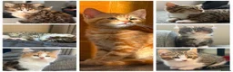Mixed Breed cats for sale: Mixed Breed Pedigree Cross Kittens M/F - Advert 1