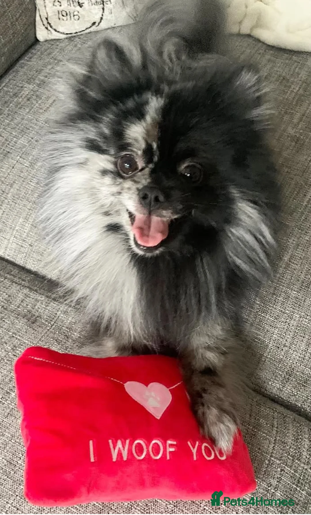 Pomeranian dogs for stud: Blue Merle Stud  - Advert 5