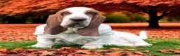 Basset Hound dogs for sale: Basset hound amazing couple  - Advert 12