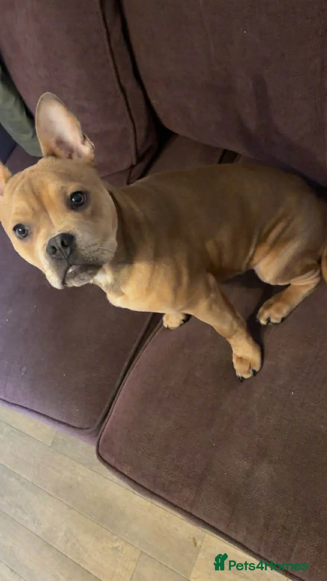 Mixed Breed dogs for sale: French staff - Advert 2