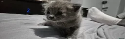 Mixed Breed cats for sale: Gorgeous grey kittens in Nottingham - Advert 7