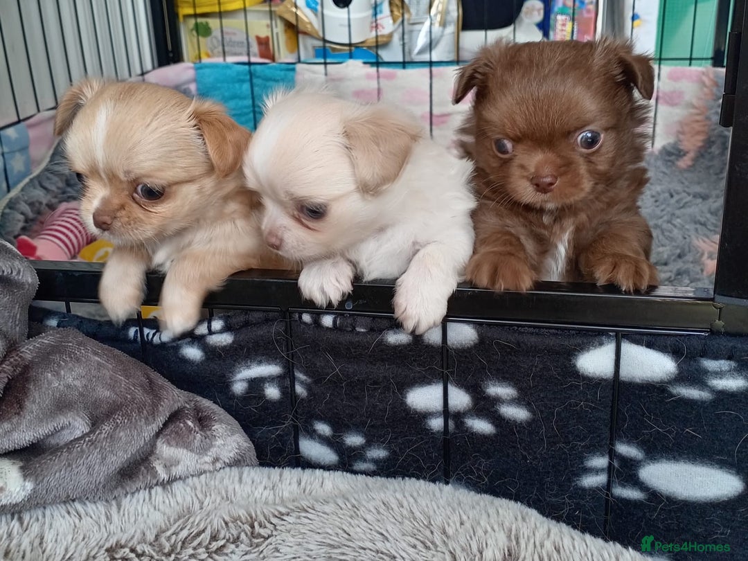 Chihuahua dogs for sale: Stunning Russian lines, Long haired Chihuahuas  - Image 8
