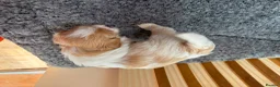 Mixed Breed dogs for sale: Cookie - Advert 17