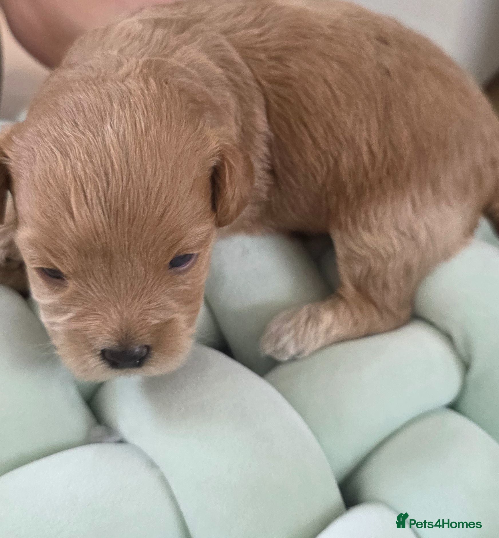 Maltipoo dogs Maltipoo lovely, cutest puppy - Advert 15