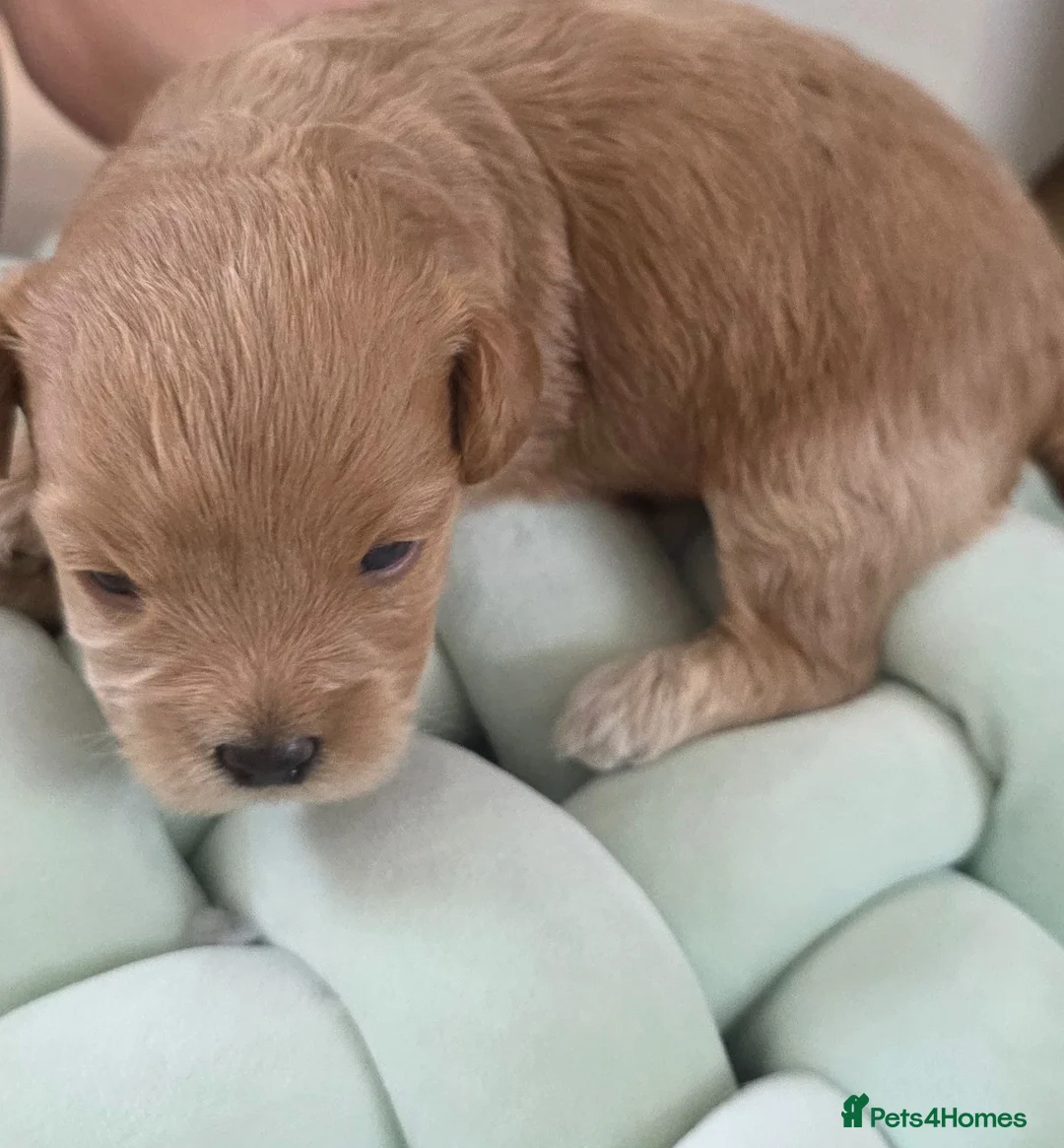 Maltipoo dogs for sale: Maltipoo lovely, cutest puppy - Advert 1
