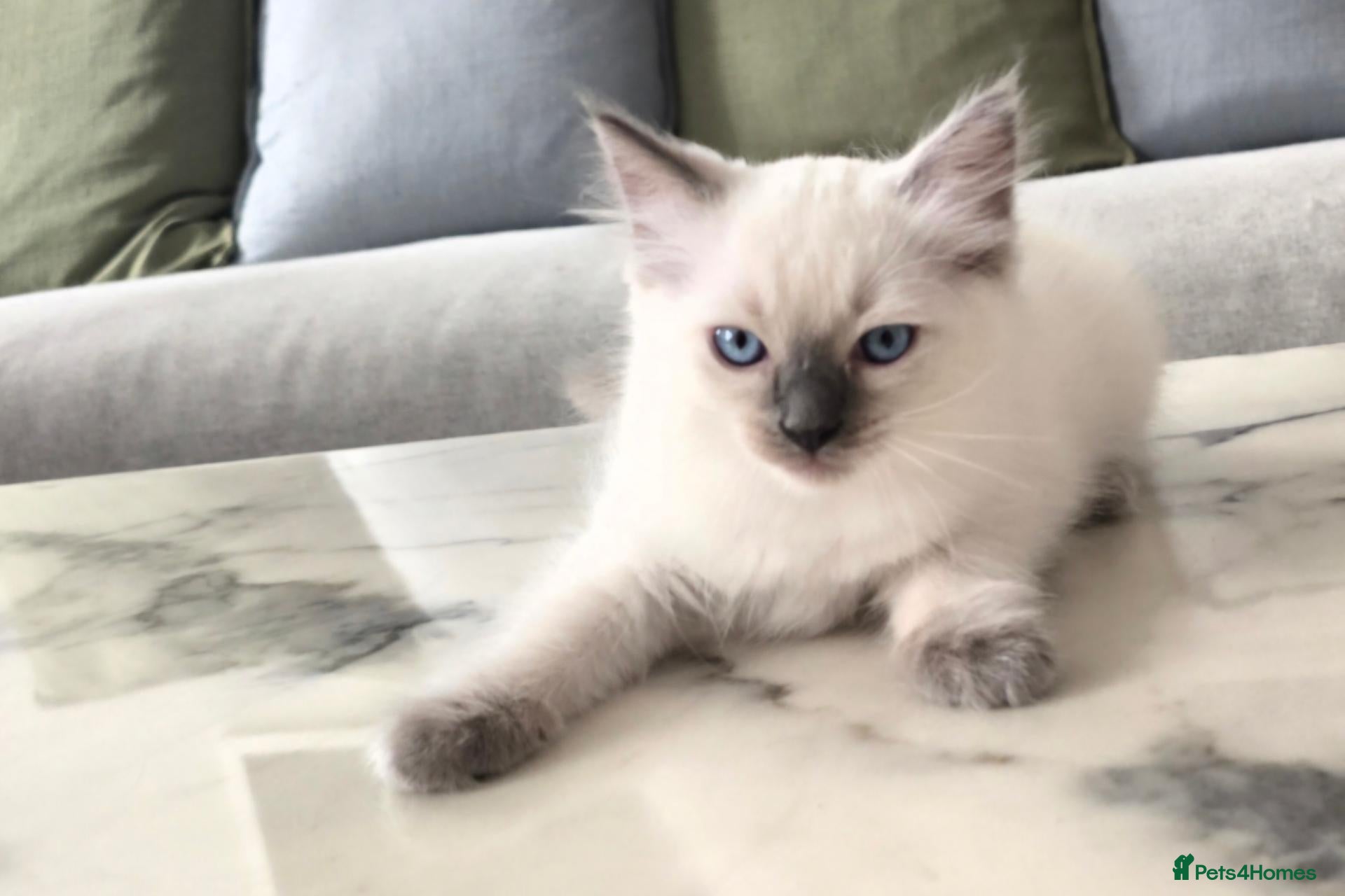 Ragdoll cats 🤍 Pure Ragdoll Boy Blue Point Kitten Ready Now - Advert 2