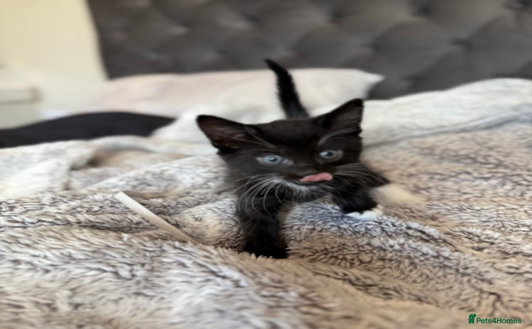 Russian Blue cats - Advert 2