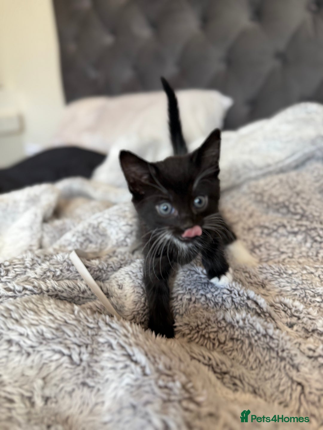 Russian Blue cats for sale: Russian blue x British shorthair  - Image 1