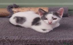 Domestic Shorthair cats for sale: 6 wonderful kittens looking for forever homes - Image 3