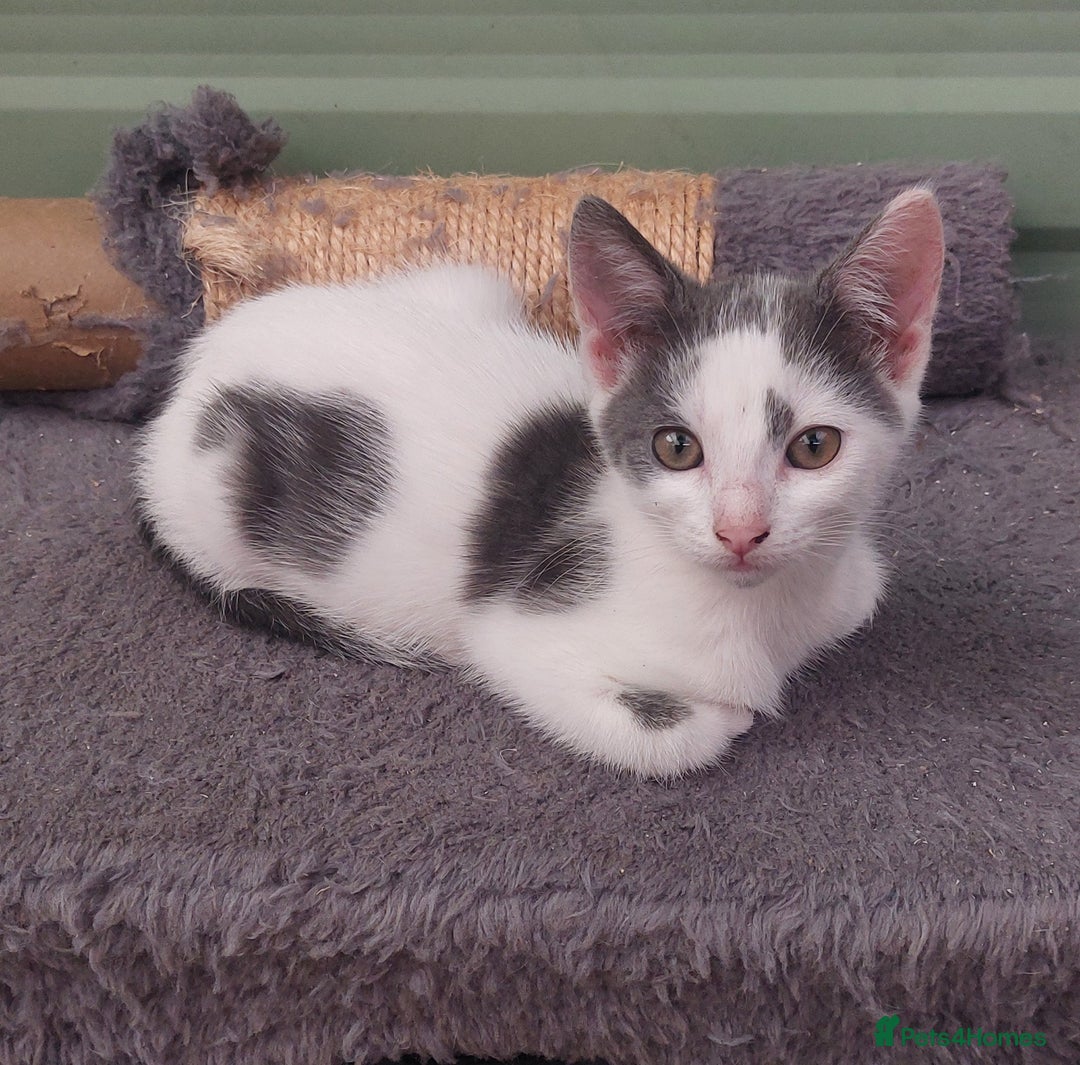 Domestic Shorthair cats for sale: 6 wonderful kittens looking for forever homes - Image 3