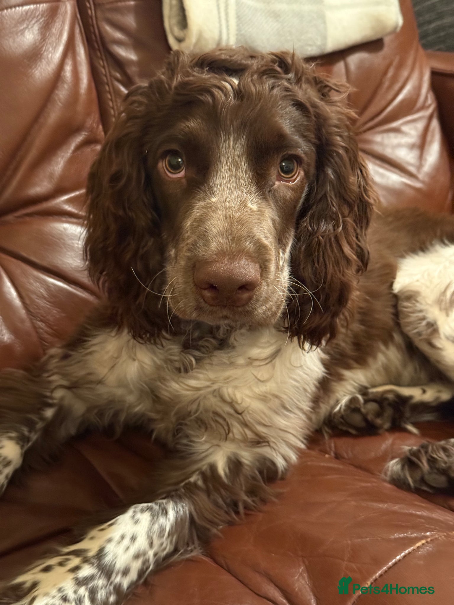 Cocker Spaniel dogs Cocker spaniel - Advert 2
