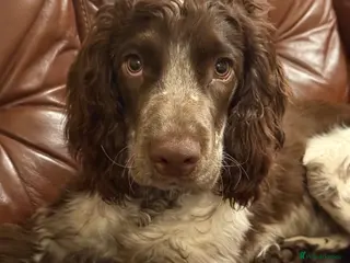 Cocker Spaniel dogs Cocker spaniel - Advert 1