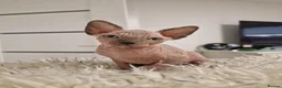 Sphynx cats for sale: Full pedigree sphynx kittens  - Advert 5