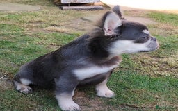 French Bulldog dogs for sale: LAST Outstanding Tiny  Fluffy French Bulldogs  in Walsall - Image 9