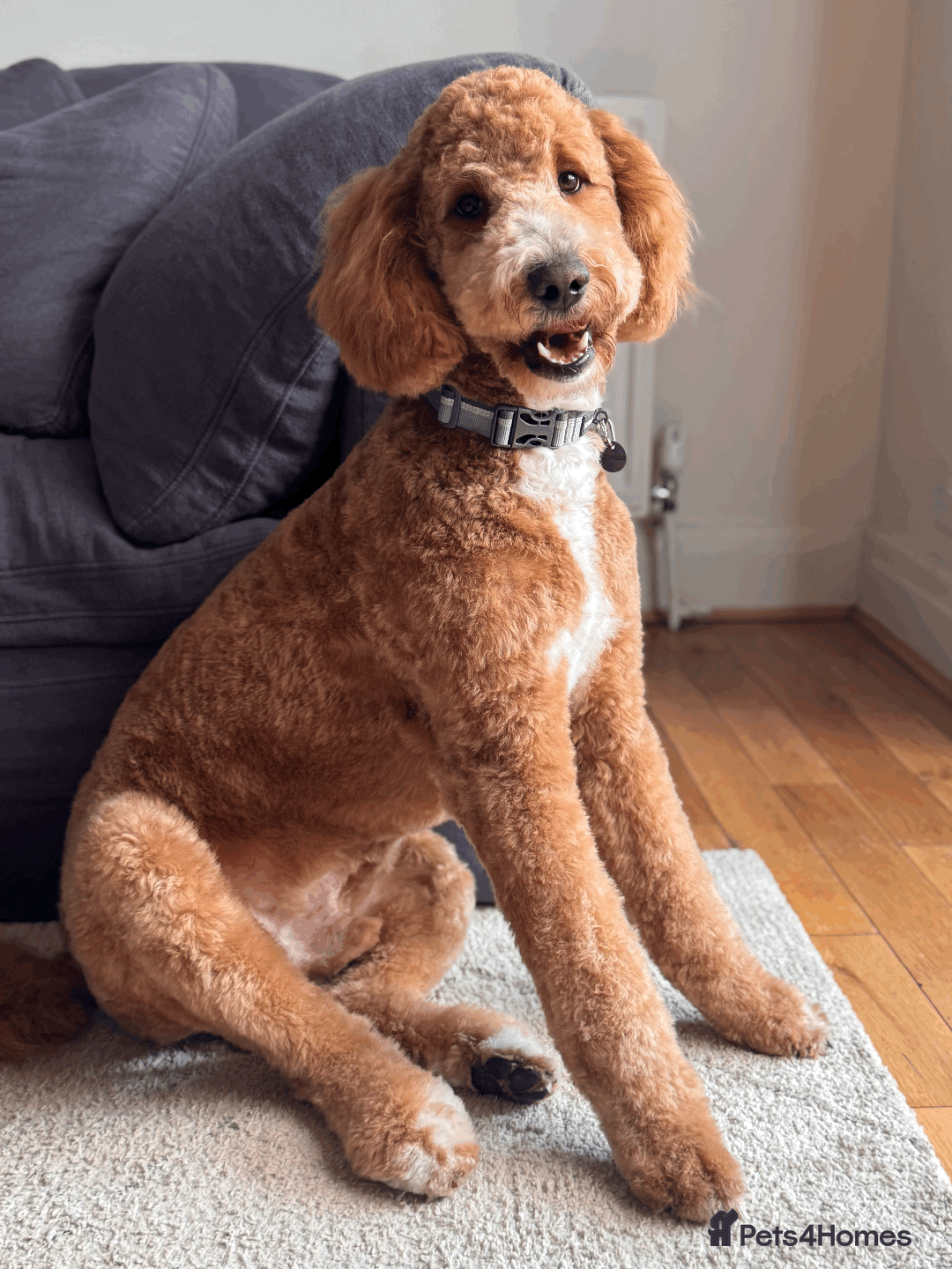 Mixed Breed dogs for sale: 9-Month-Old Male Double Doodle 🐶 in Derby - Image 2