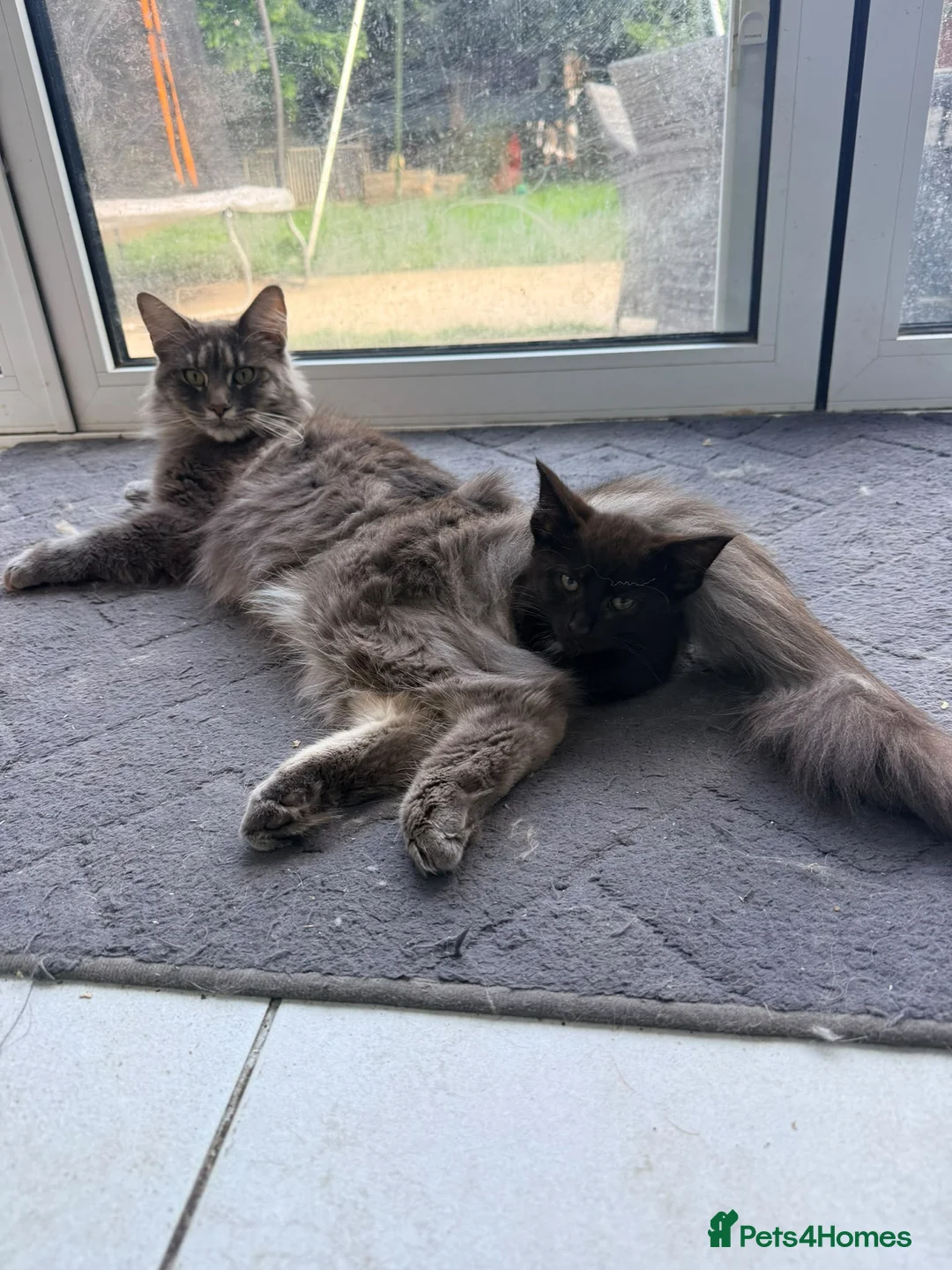 Mixed Breed cats for sale: Two Maine Coon x Shorthair boys, available now in Romsey - Advert 2
