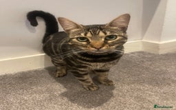 Bengal cats for sale: Urgent rehoming for bengal cat - Advert 1