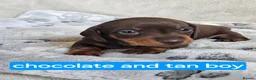 Miniature Dachshund dogs for sale: Short-haired miniature dachshund  in Tenby - Advert 4
