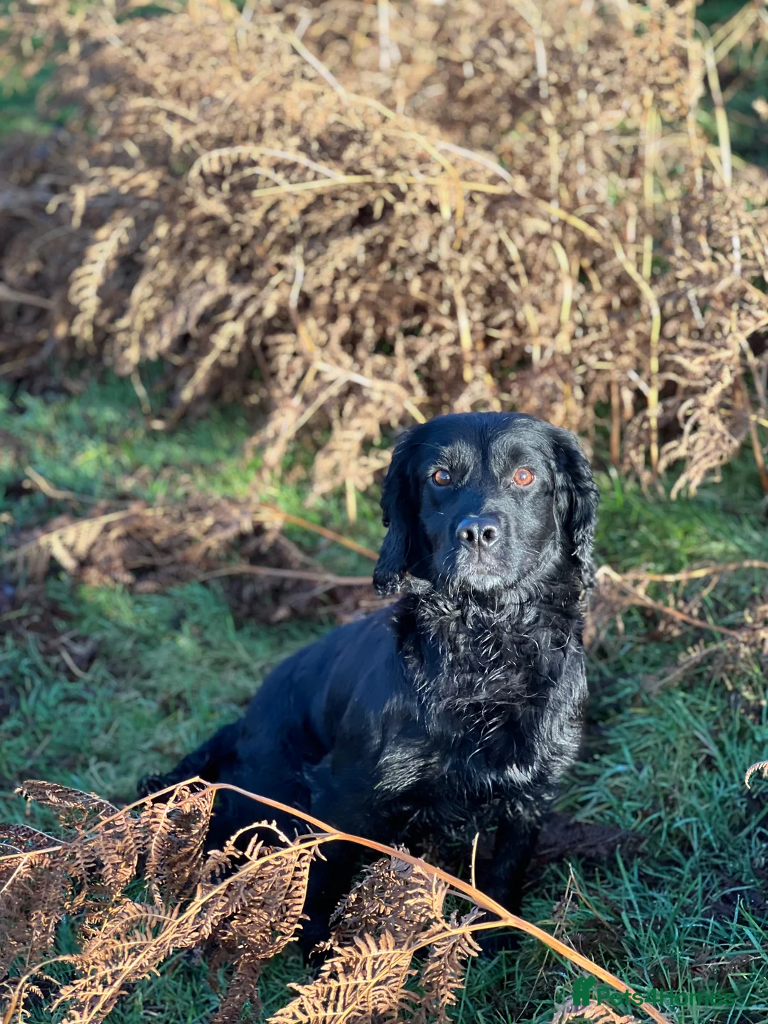 Cocker Spaniel dogs for stud: Fully health tested for stud in Preston - Advert 4