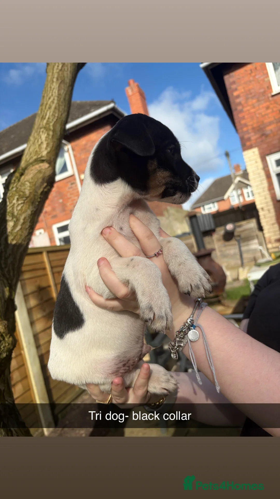 Jack Russell dogs for sale: Jack russel puppies - Advert 9