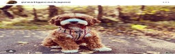 Cavapoo dogs for sale: Extensively Health Tested F1b Cavapoo Puppies  - Advert 12