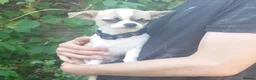 Chihuahua dogs for sale: Apple head chihuahua boy 17w  in Colchester - Advert 6
