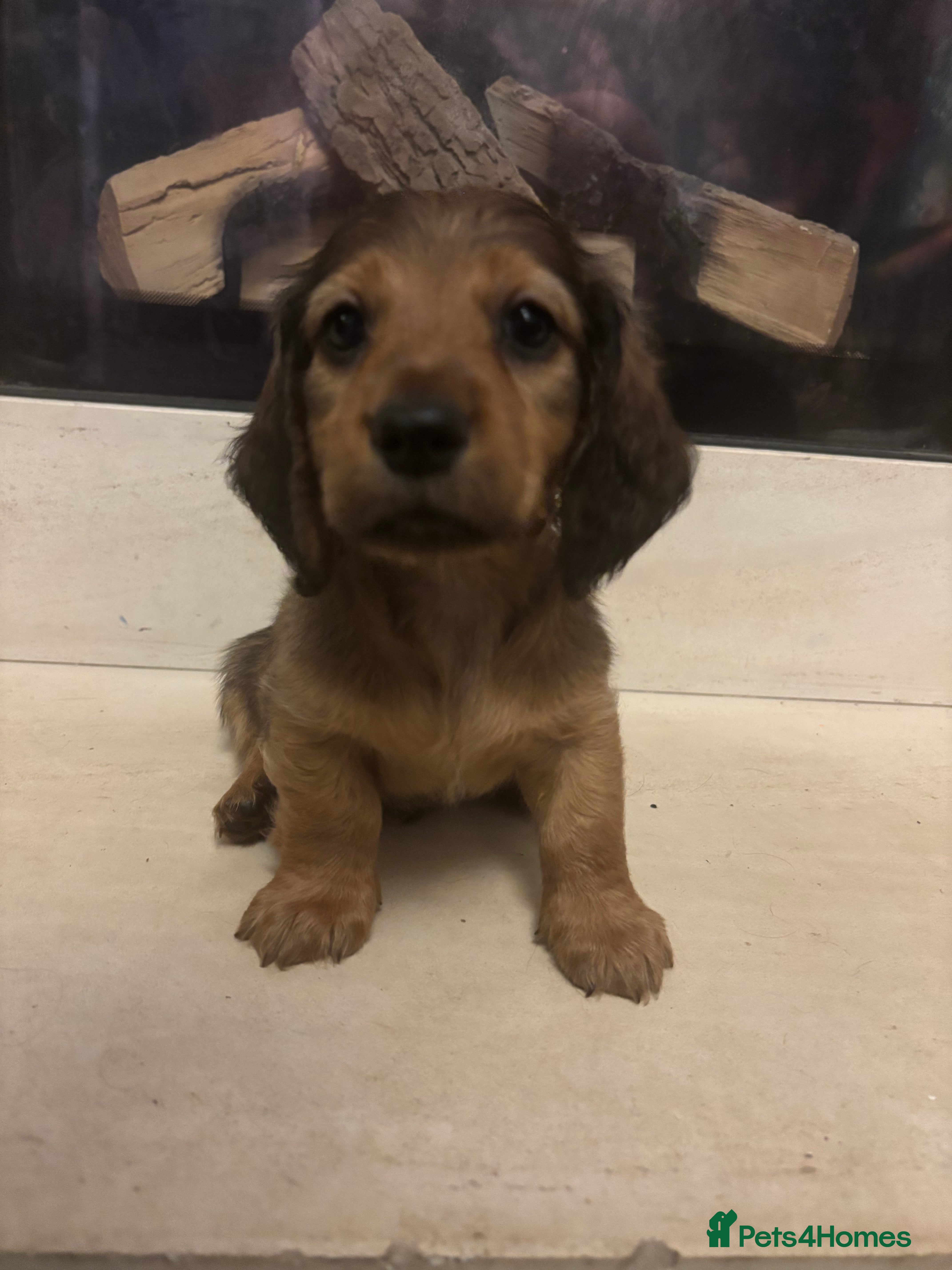 Dachshund dogs 7 Beautiful Dachshund Puppies - Advert 2