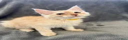 Maine Coon cats for sale: Maine Coon 3/4 Cross Kittens  - Advert 22