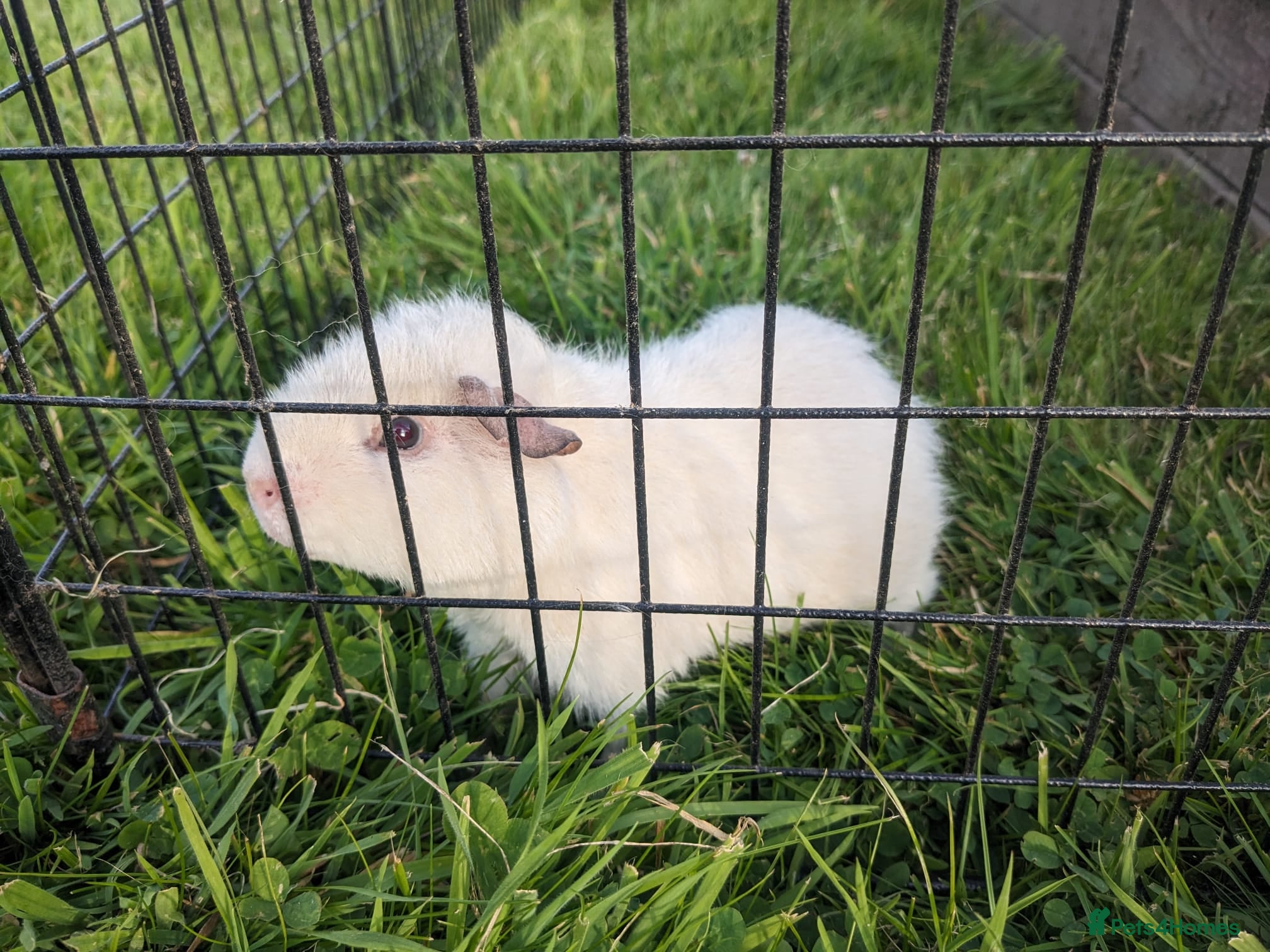 Guinea Pig rodents Teddy guinea pigs for rehoming  - Advert 1