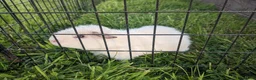 Guinea Pig rodents for sale: Teddy guinea pigs for rehoming  - Advert 1