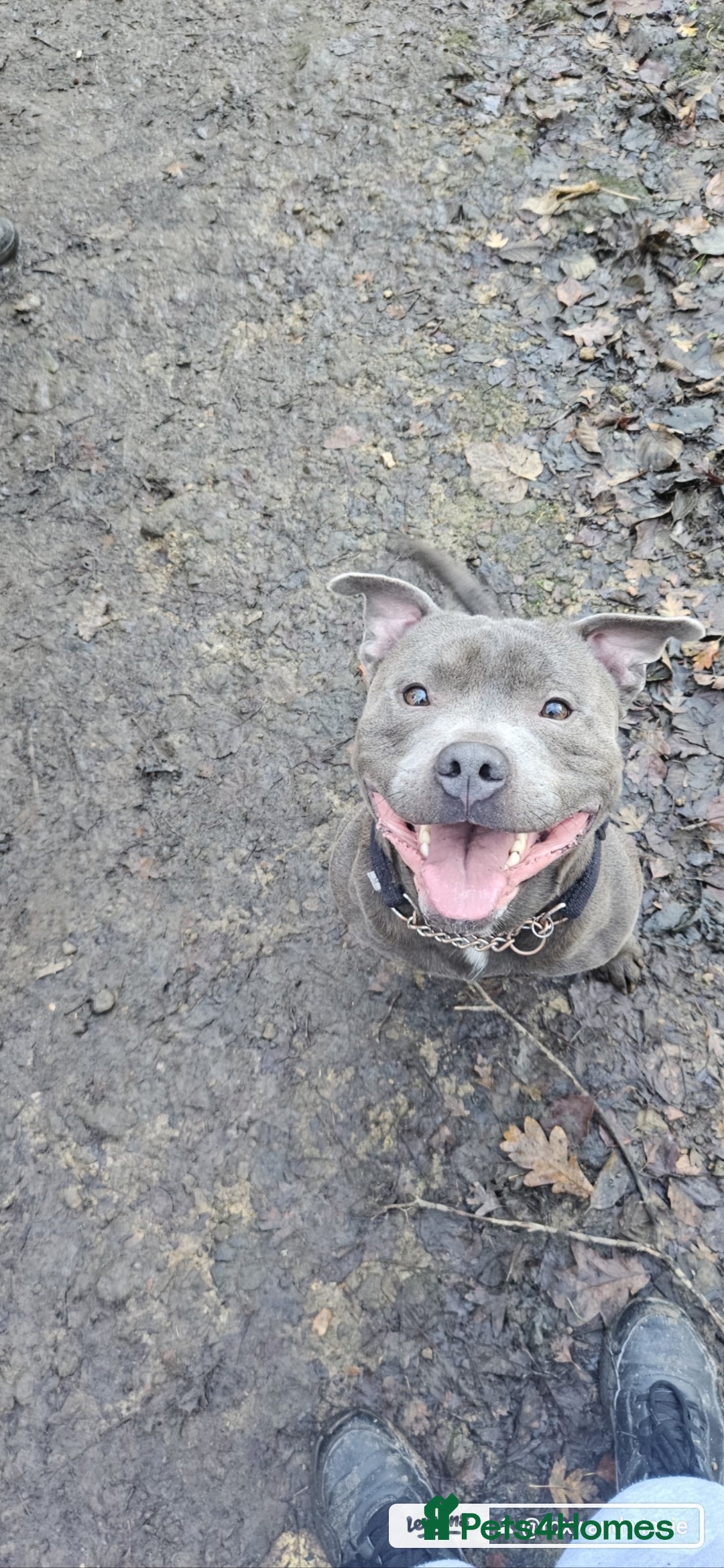 Staffordshire Bull Terrier dogs Blue staffie for sale  - Advert 3