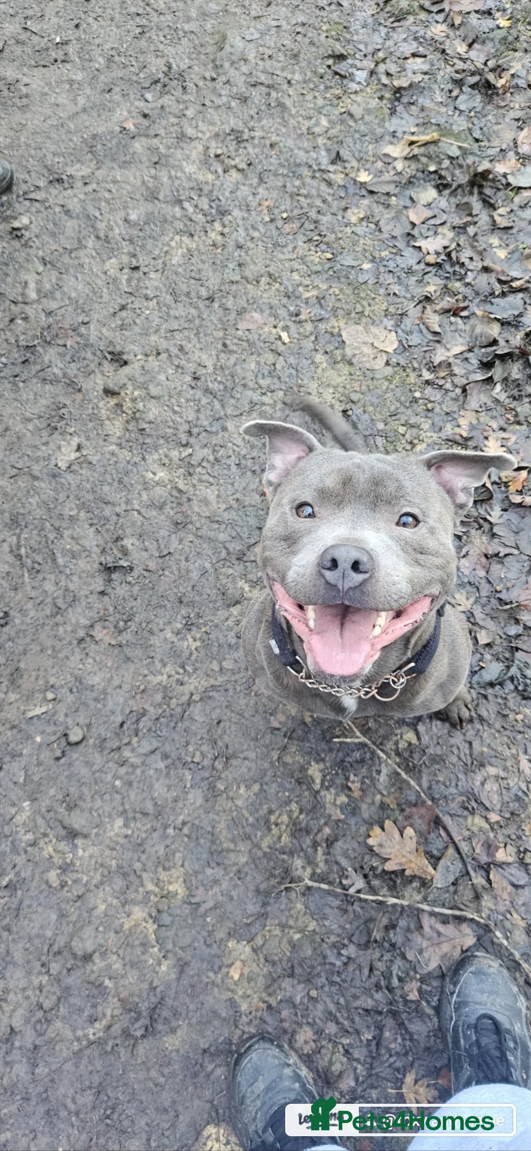 Staffordshire Bull Terrier dogs for sale: Blue staffie for sale  - Advert 2