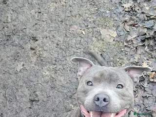Staffordshire Bull Terrier dogs Blue staffie for sale - Advert 3