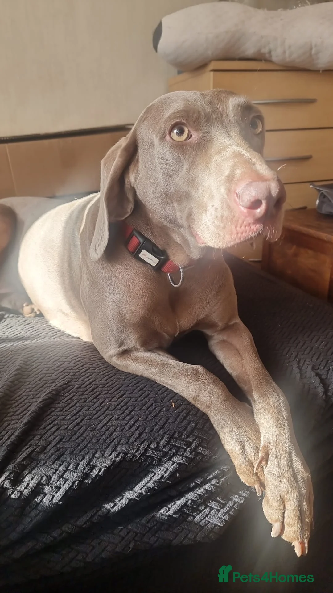 Weimaraner dogs for sale: Adult female Weimaraner  - Advert 5