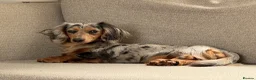 Miniature Dachshund dogs for sale: Mixed Coat Miniature Dachshund Females  in Bridgend - Advert 3