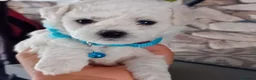 Bichon Frise dogs for sale: Bichon Frise (3 girls left ) - Advert 17
