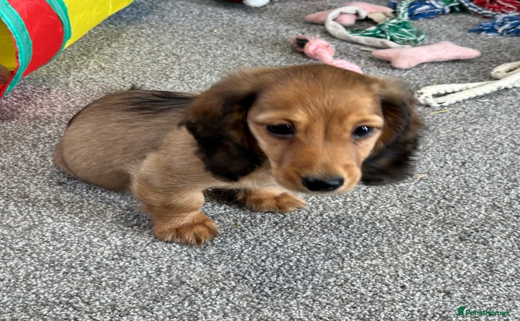 Miniature Dachshund dogs - Advert 8