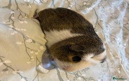 Guinea Pig rodents for sale: Guinea pigs  - Image 20