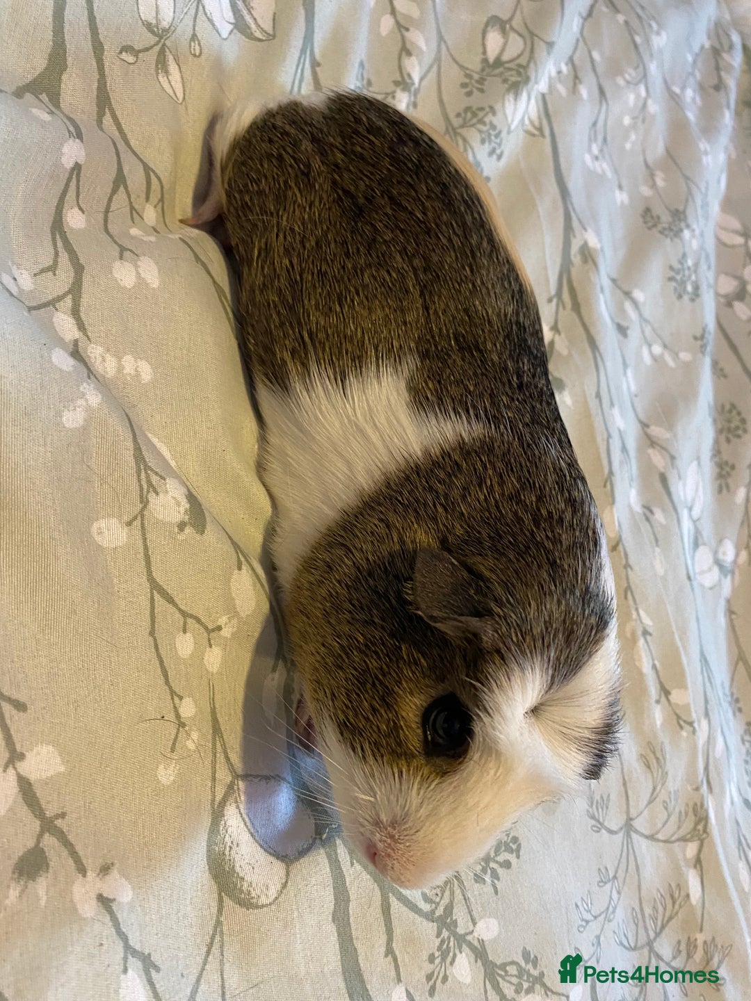 Guinea Pig rodents for sale: Guinea pigs  - Image 20